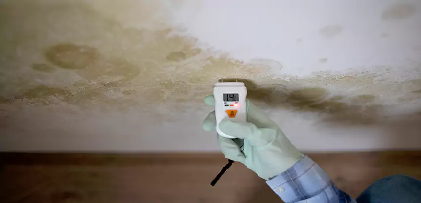Emergency Mold Remediation in Rydal