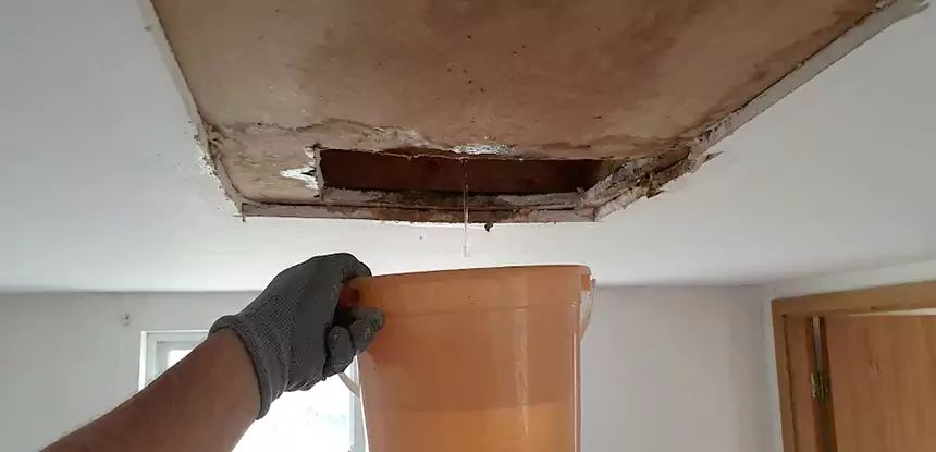 Ceiling Mold Repair Rydal
